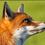 renard